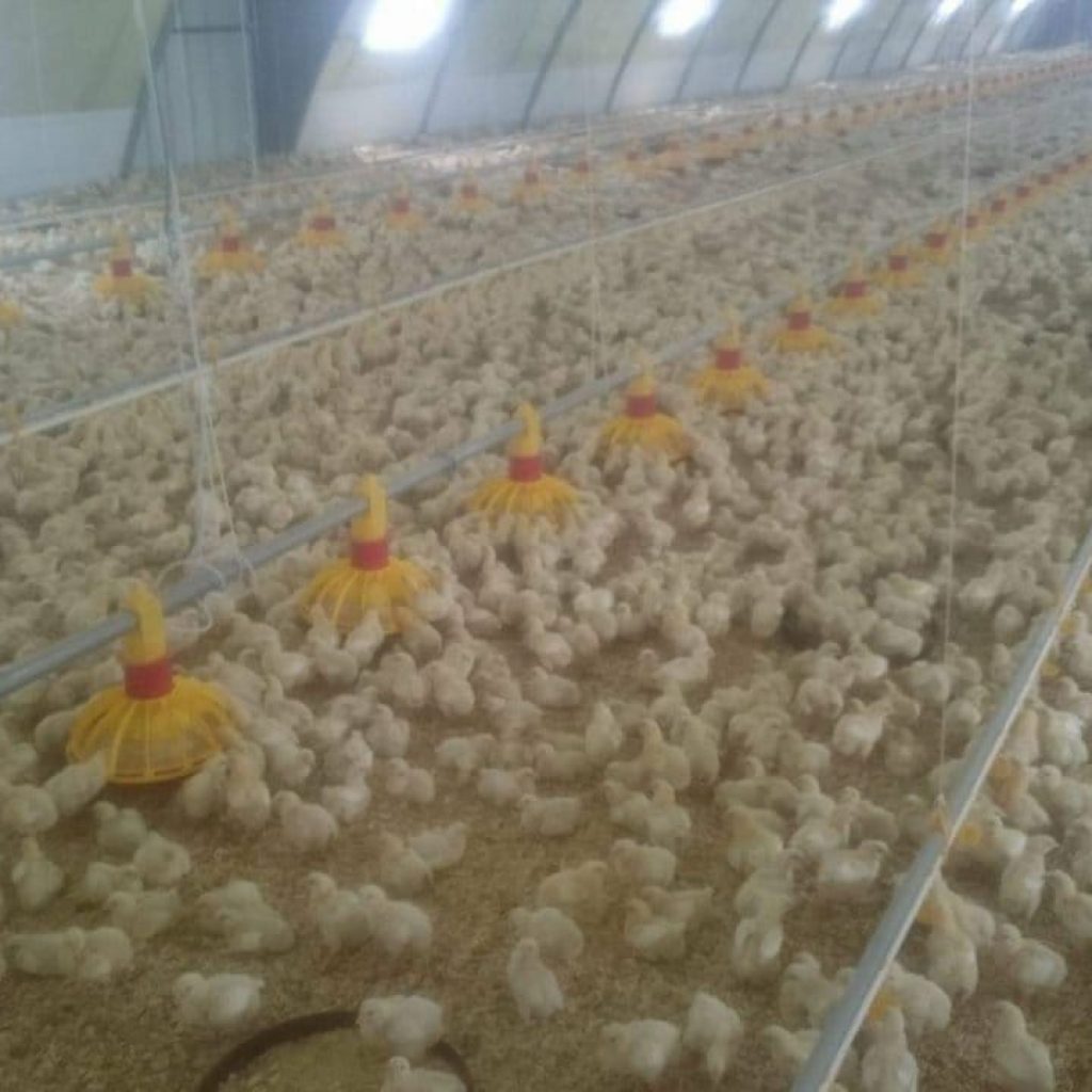 «الزراعة» : ننتج سنويًّا 1,4 مليار دجاجة و13 مليار بيضة