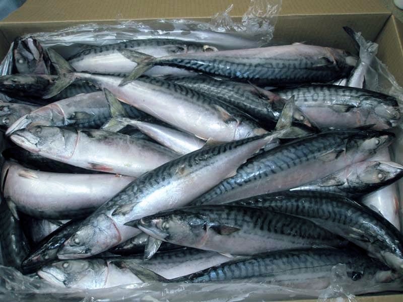 وزير الزراعة: مصر حققت الاكتفاء الذاتي من الأسماك ولديها فرصة كبيرة للتصدير