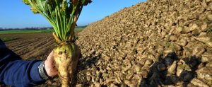 «التموين» تسدد مليار جنيه لمزارعي البنجر في المنيا