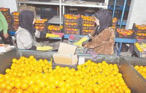 الموالح في المقدمة.. 3.5 مليون طن حجم صادرات مصر الزراعية خلال 5 أشهر