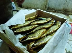 ضبط 2 طن أسماك مملحة فاسدة بمخزن غير مرخص بالجيزة
