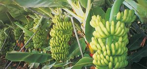 الحكومة : مصر لم تستورد شحنات فاسدة من فاكهة الموز