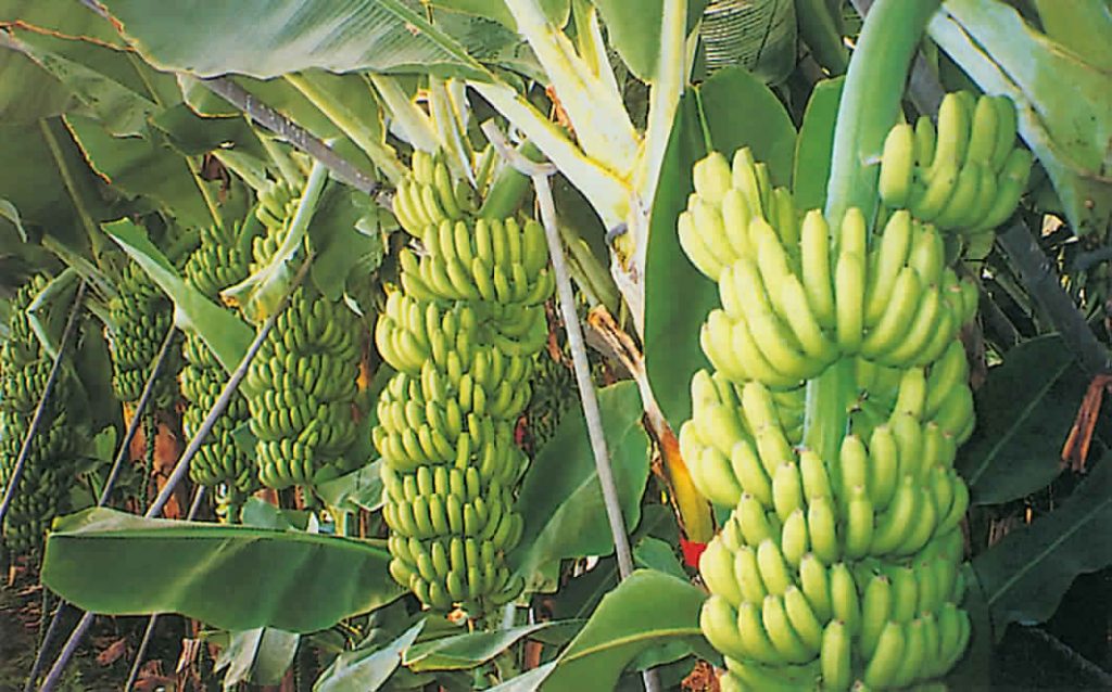 تعرف على ردود أفعال حظر زراعة الموز الصحراوى والعوائد منه