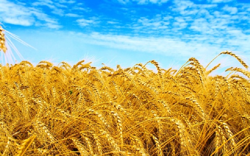 الزراعة الأمريكية تتوقع ارتفاع إنتاج مصر من القمح العام الجارى