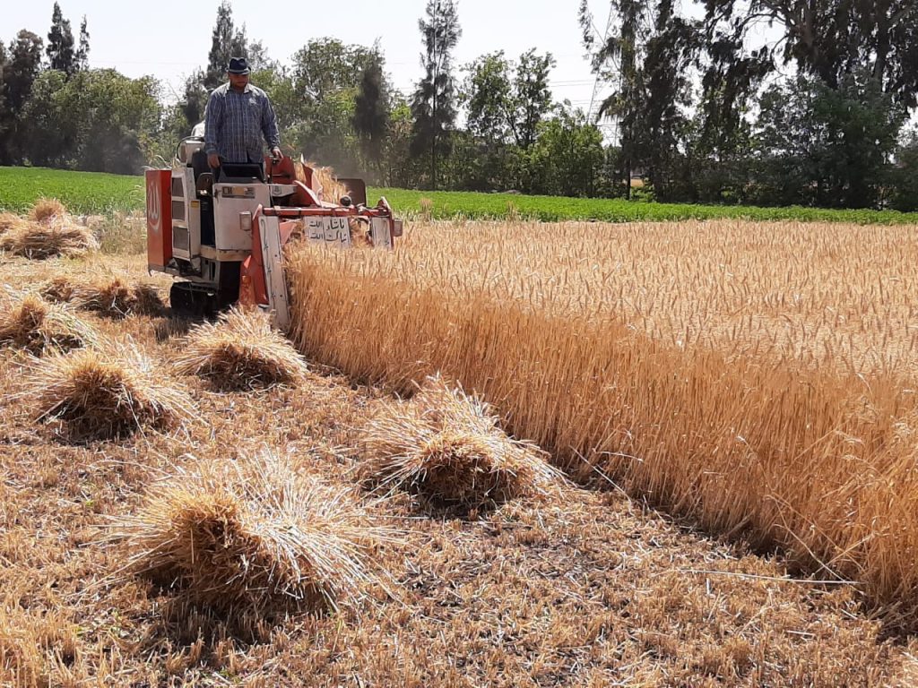 الحكومة: لا صحة لتراجع المساحة المزروعة من القمح خلال العام الحالي