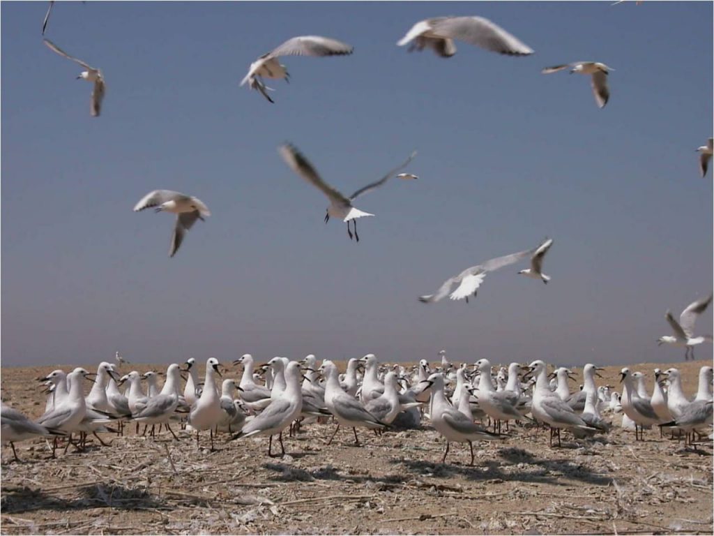 «البيئة» تشن حملة تفتيشية لمحاربة الصيد غير المشروع للطيور المهاجرة بالبحر الأحمر