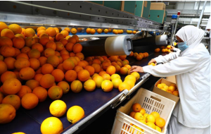 شينخوا : مصر تصدر 1.3 مليون طن من البرتقال لتغزو أسواق العالم