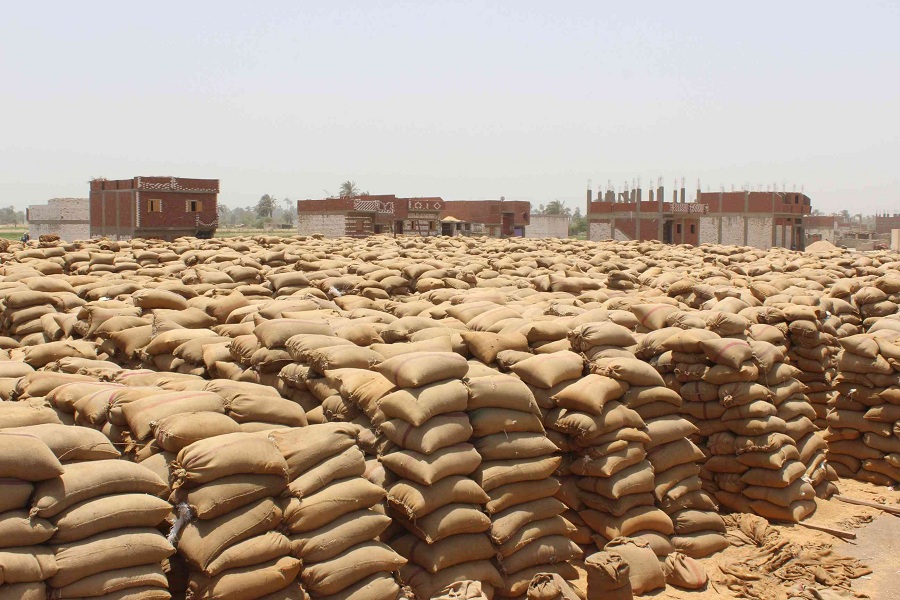 الزراعة : مركز بحوث الصحراء يوزع تقاوي القمح مجانًا في سيوة