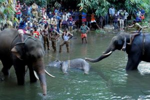الفيل ضحية الفاكهة المتفجرة.. الهند تعتقل القاتل وتتعهد بعقاب عادل