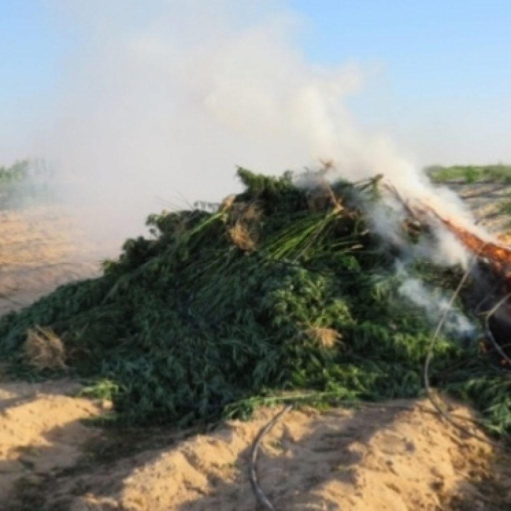 حرق 10 أفدنة مزروعة بانجو وضبط 19 تاجر مخدرات بالمحافظات (صور)