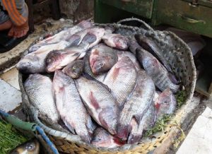 تجار أسماك بالأنفوشى : سفن الصيد تبحث عن وجهات أخرى للعمل بحثا عن المصايد الوفيرة