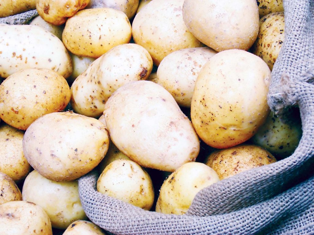 الزراعة: 1.9 مليون طن إنتاجية البطاطس الصيفية