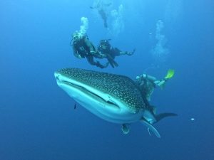 سكاي نيوز: مصر تبدأ تتبع أسماك القرش لحماية مرتادي الشواطئ