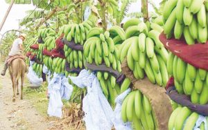 «الزراعى» يدرس منح المزارعين قروضاً بفوائد ميسرة لتطوير منظومة رى الموز