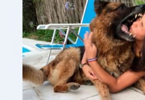 «الشكاوى الحكومية» تعيد ضحكة ياسين ذات الثلاثة أعوام بعدما عقره كلب ضال بالوجه