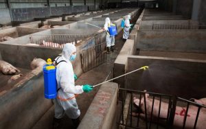 الصحة توضح حقيقة رصد حالات إصابة بسلالات جديدة من إنفلونزا الخنازير في مصر