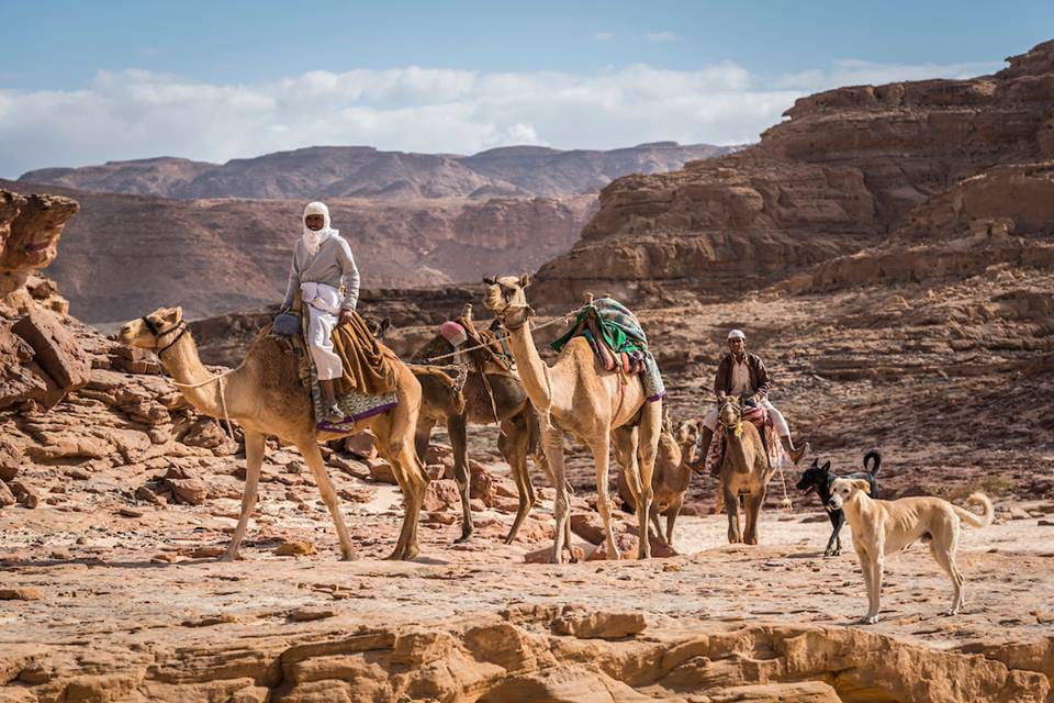 «البيئة» تصدر الدليل الإرشادى للرحلات البرية بمحميات البحر الأحمر وجنوب سيناء  للتعايش مع «كورونا»