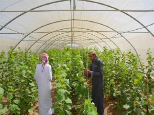 رئيس الوزراء يتفقد مشروع الصوب الزراعية بسانت كاترين ويشمل ألفى شتلة زيتون