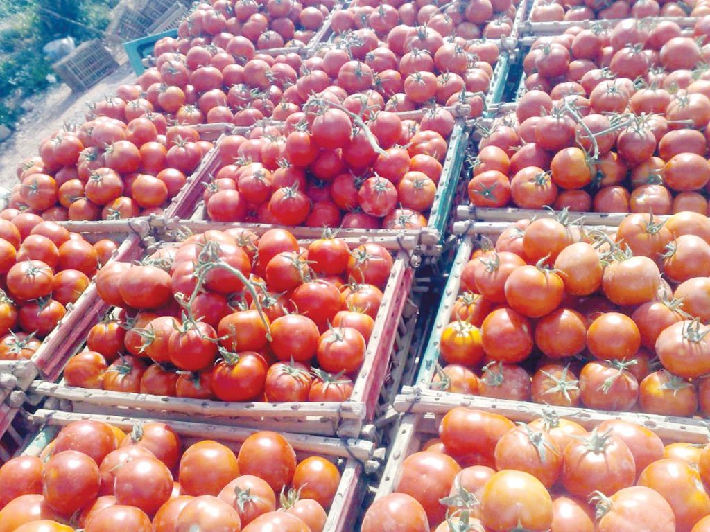الزراعة تشدد إجراءات فحص رسائل بذور الطماطم المستوردة