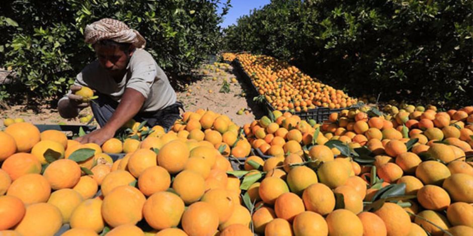 «تصديري الحاصلات الزراعية» يطالب شركاته بتأجيل تصدير الموالح للصين (مستند)