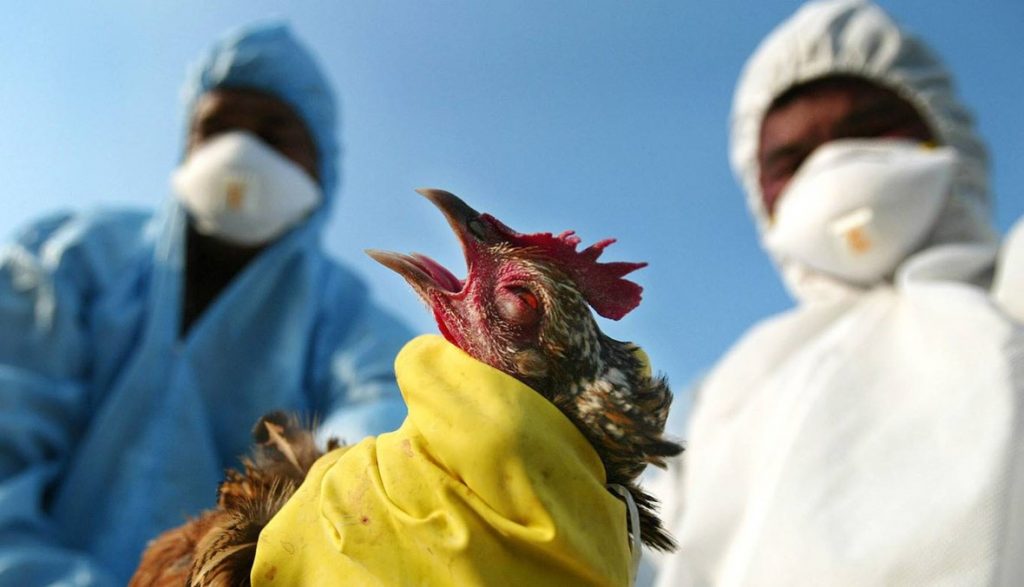 للمرة الأولى.. «الصحة العالمية»: اكتشاف إنفلونزا الطيور فى 7 عينات بشرية في روسيا