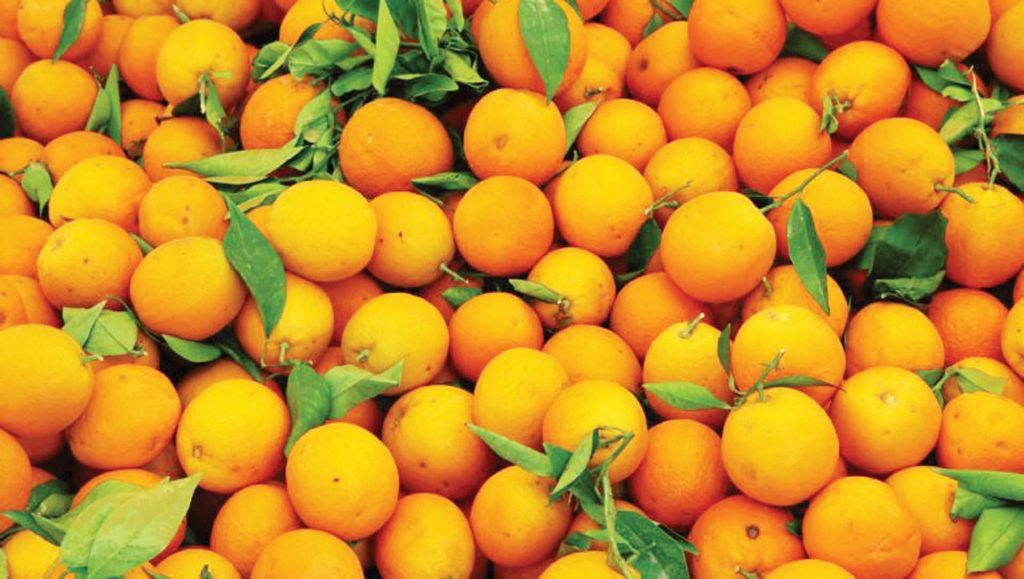 صادرات البرتقال المصرى الطازج تتراجع أول 9 شهور إلى 111.33 مليون دولار