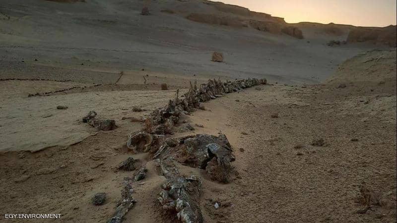 اكتشافات حفرية في مصر عاصرت عصر الديناصورات وترجع إلى 70 مليون سنة