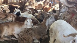 مجازر بورسعيد تستقبل العيد بـ 500 رأس ماشية