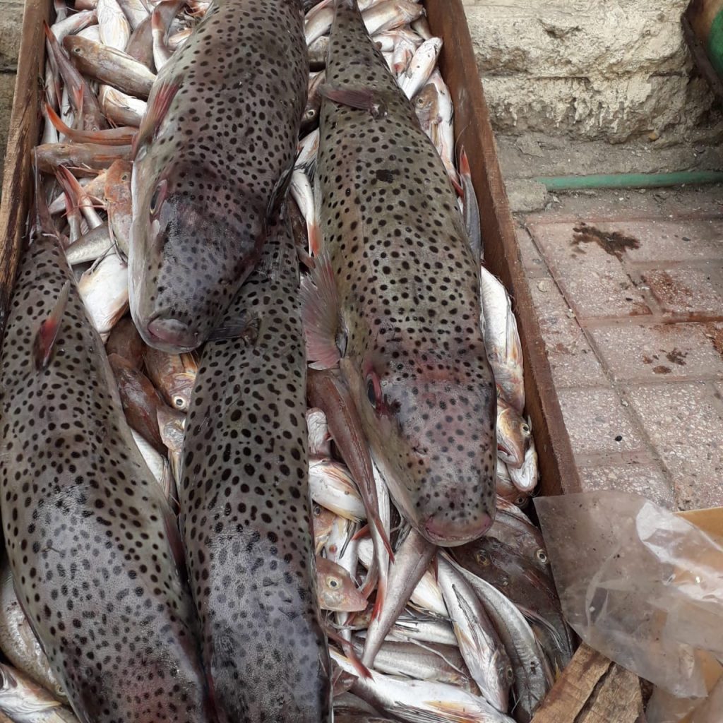 حقيقة السمكة «السامة» التي غزت أسواق الإسكندرية من جديد (صور)