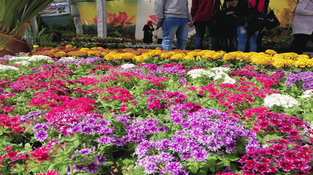 «الزراعة» : إقامة معرض زهور الربيع الـ 89 منتصف فبراير بحديقة الأورمان