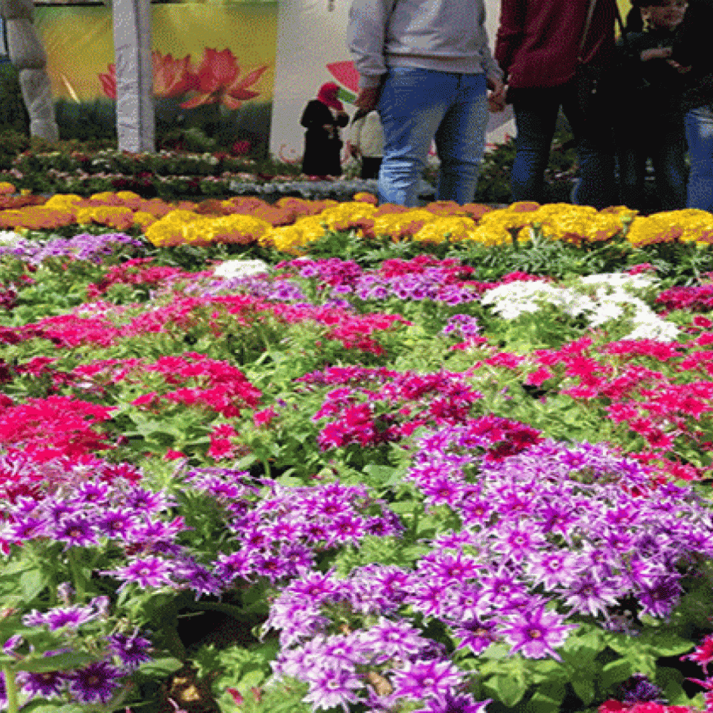 «الزراعة» تحتفل بعيد الأم في حديقة الاورمان على هامش معرض زهور الربيع