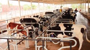 ارتفاع صادرات لحوم البقر من الأرجنتين إلى الصين 16 % خلال 4 شهور