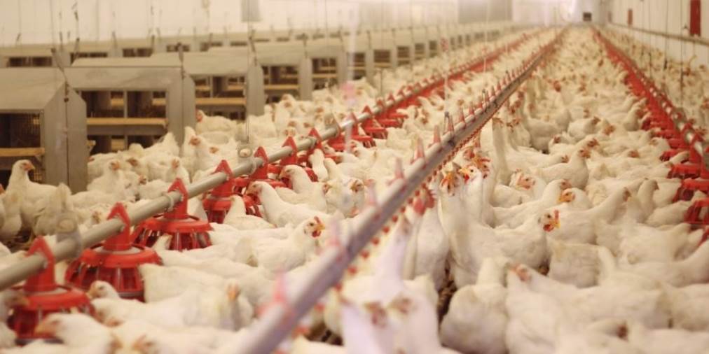 الزراعة تؤكد استمرار حظر استيراد الطيور ومنتجاتها من بعض الدول والمناطق.. تعرف على السبب (مستند)