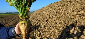 الزراعة : استمرار حصاد البنجر فى غرب المنيا وتوريد 60 ألف طن لمصانع السكر
