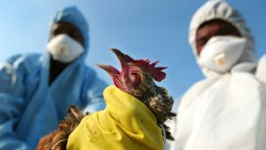 الصين تثبت تحول إصابات بإنفلونزا الطيور إلى عدوى