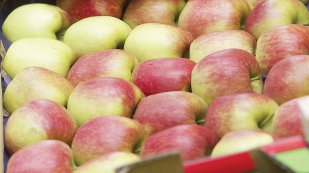 الزراعة الأمريكية تتوقع زيادة واردات مصر من التفاح (جراف)