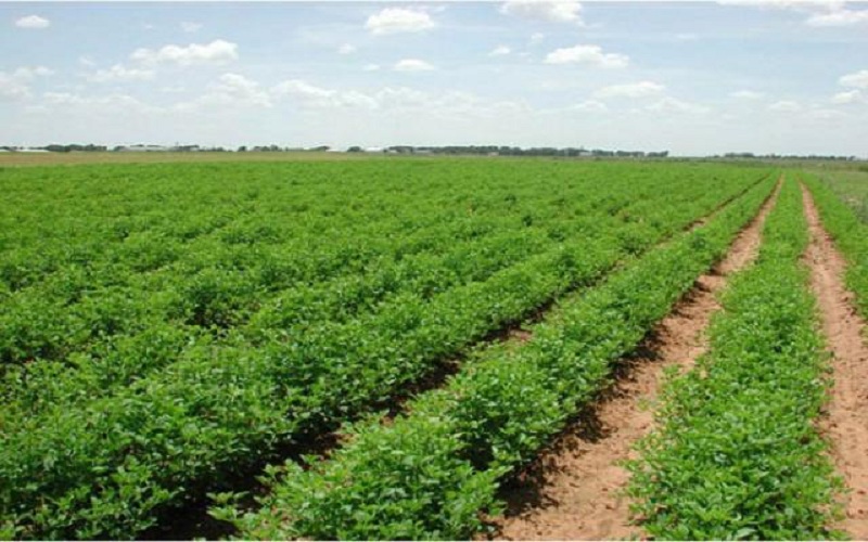 «الزراعة في أسبوع» نشرة الحصاد لأنشطة الوزارة في الفترة من 19 إلى 25 نوفمبر الحالي