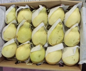 انطلاق موسم تصدير الجوافة للأردن