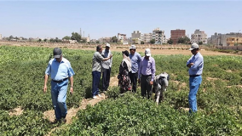 رئيسا مركزي «البحوث الزراعية والصحراء» يتابعان هجن الطماطم بمحطة مريوط فى الإسكندرية