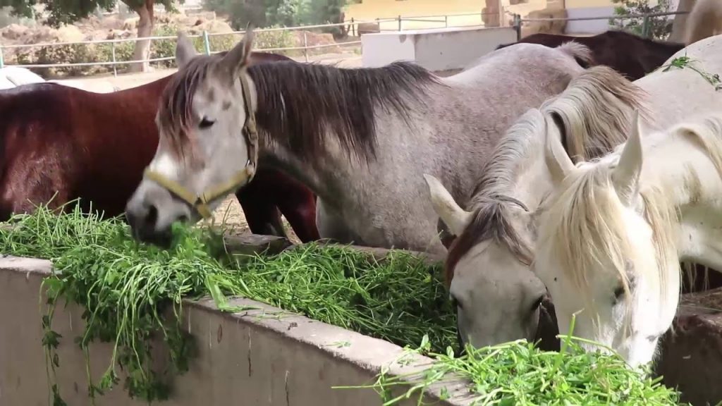 وزير الزراعة : محطة الزهراء تمثل نواة مدينة مرابط للخيول بالعاصمة الإدارية