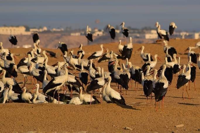 أولى أسراب  الطيور المهاجرة تحط بمحميات جنوب سيناء (صور)