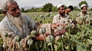 واشنطن بوست: بعد صعودها لسلطة أفغانستان.. هل تفي طالبان بوعدها وتقضي على تجارة الأفيون؟
