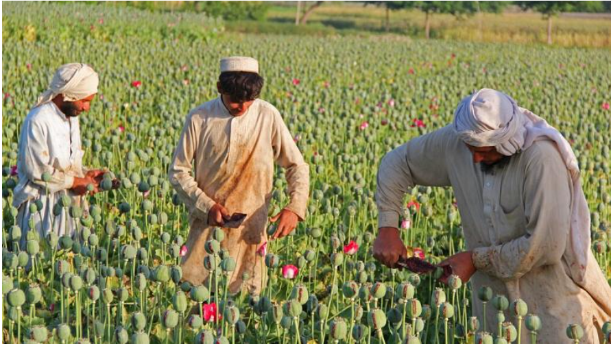 حركة طالبان تشجع على تجارة الأفيون لتمويل أفغانستان بعد انسحاب الأمريكيين