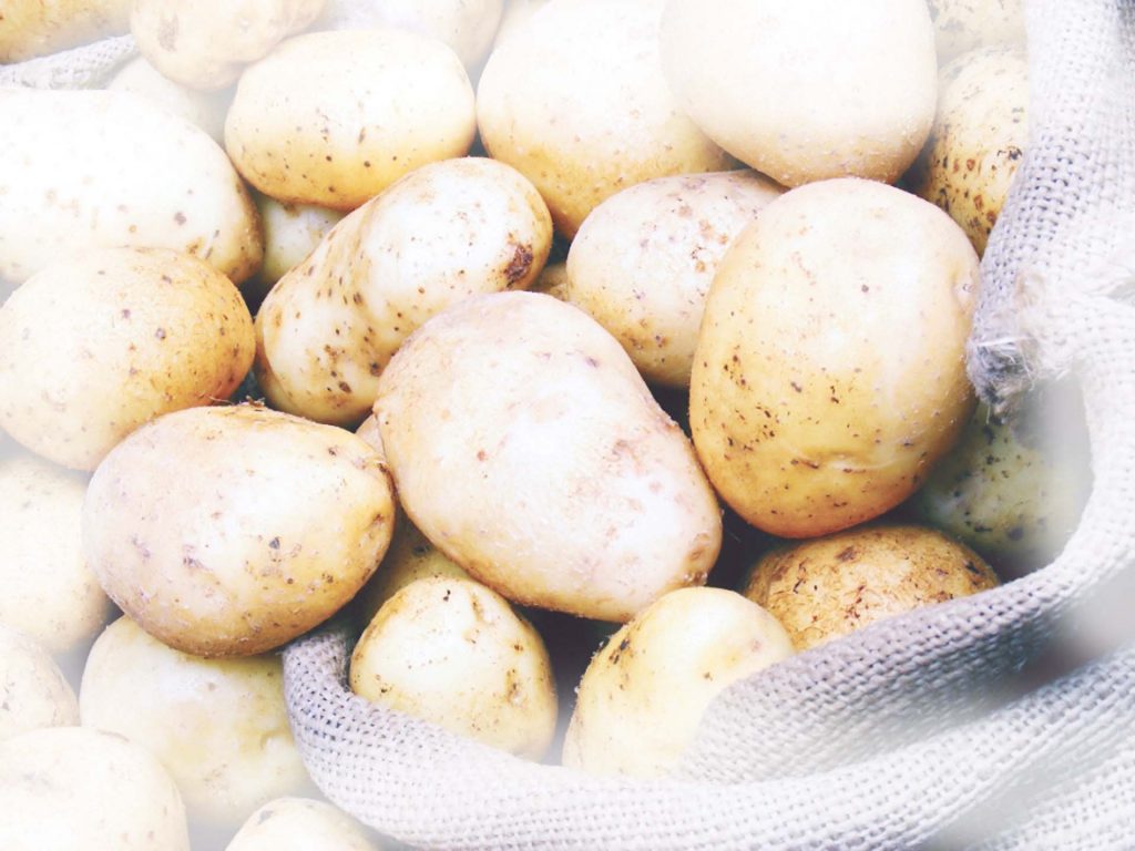 «تقاوى البطاطـس» للموسـم الخريفى تقفز 200%