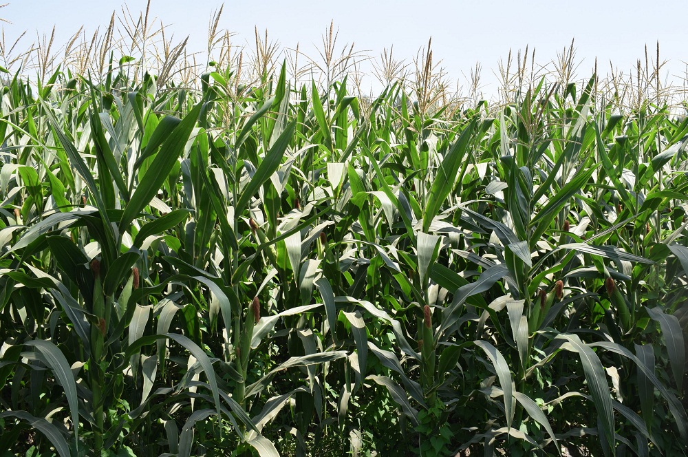 الزراعة : إزالة حقول إنتاج تقاوى الذرة الشامية مجهولة المصدر في الدقهلية والبحيرة