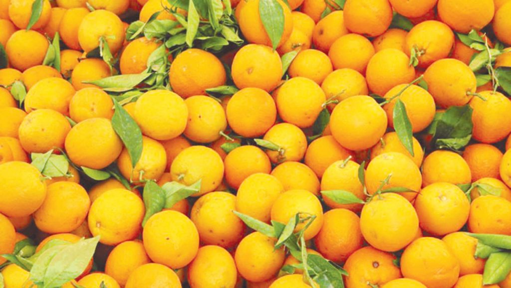 نص استغاثة المصدرين لرئيس الحجر الزراعي بشأن محصول البرتقال
