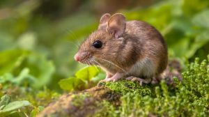 العربية: بحث صيني يكشف أن متحور أوميكرون قد يكون مصدره الفئران