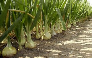 «الزراعة» تنفي علاقة البصل الأخضر المصرى بإصابة مواطنين فى الدنمارك ببكتيريا E.coli