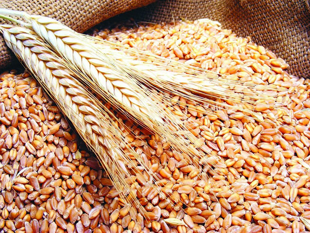 نقيب الزراعيين يطمئن المصريين: لدينا كميات كبيرة وكافية من القمح