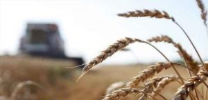 لبنان يسعى لعقد اتفاقات استيراد القمح خشية تداعيات أزمة روسيا وأوكرانيا